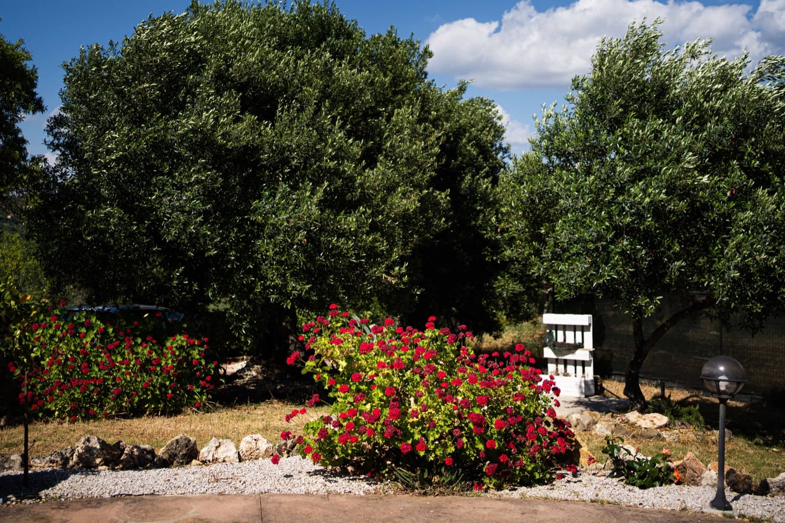 Ulivi e fiori nel giardino di Villa Lorella